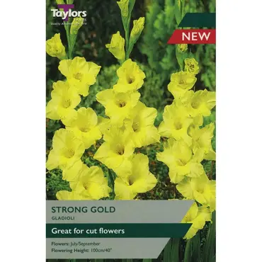 Gladioli Strong Gold 10-12