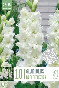 Gladiolus Ivory Perfection