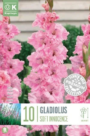 Gladiolus Soft Innocence