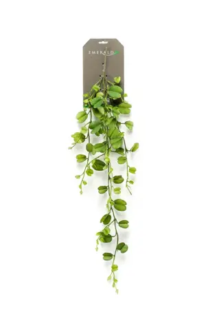 Hoya Kerrii Hanging Bush 90cm