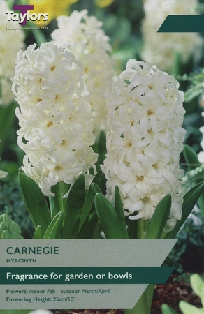 Hyacinth Carnegie 14-15 Ord