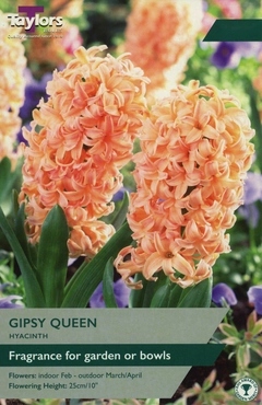 Hyacinth Gipsy Queen 16-17 Ord