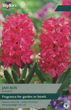 Hyacinth Jan Bos 14-15 Ord