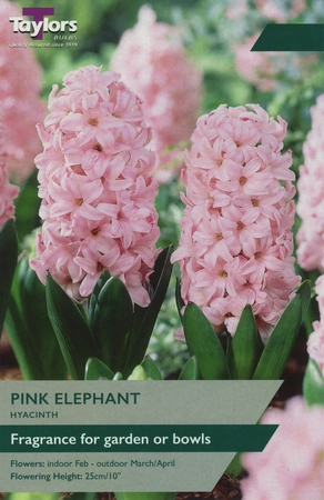 Hyacinth Pink Elephant 15-16 Ord