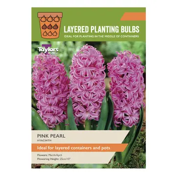 Hyacinth Pink Pearl 16-17