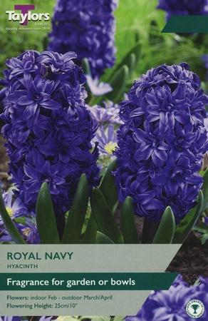 Hyacinth Royal Navy 15-16 Ord