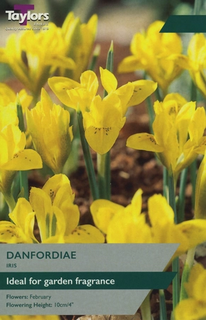 Iris Danfordiae 5-6