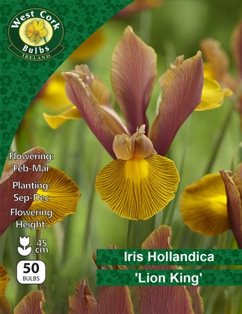 Iris Hollandica 'Lion King' 50 Bulbs Net