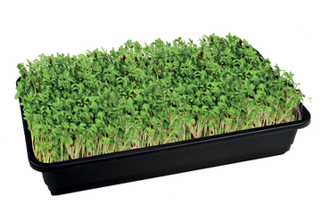 Jute Seed Mat Midi Pk 3 - image 3