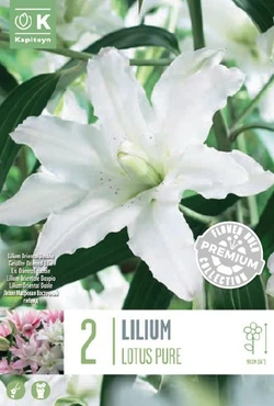 Lilium Oriental Double Lotus Pure