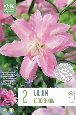 Lilium Oriental Double Lotus Spring