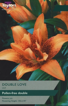 Lily Double Love 14-16