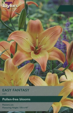 Lily Easy Fantasy 14-16