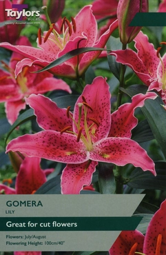 Lily Gomera 16-18