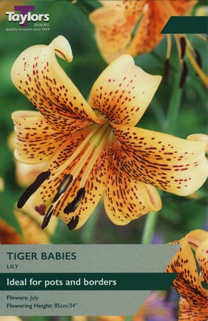 Lily Tiger Babies 12-14