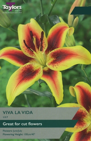 Lily Viva La Vida 14-16