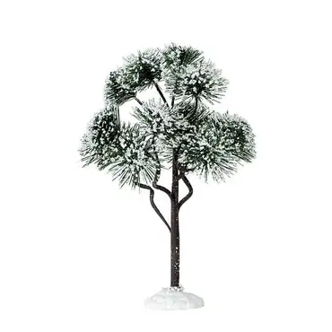 Mountain Pine, Large