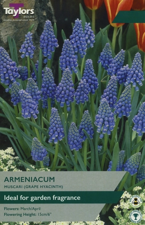 Muscari Armeniacum 7-8