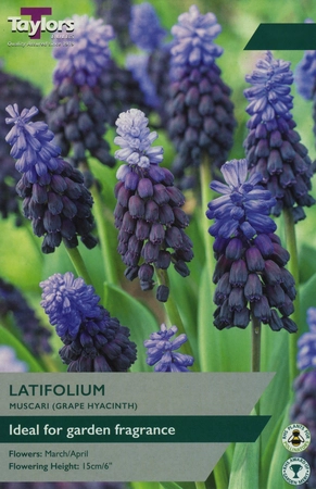 Muscari Latifolium 5up