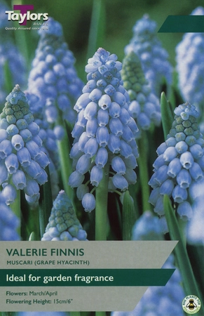 Muscari Valerie Finnis 7-8