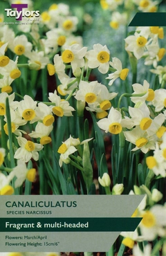 Narcissi Canaliculatus 10-12 - image 1