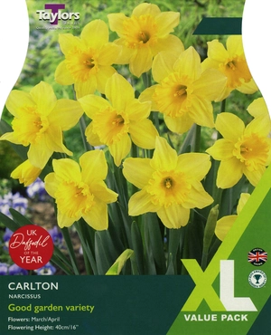 Narcissi Carlton Carri-Pack