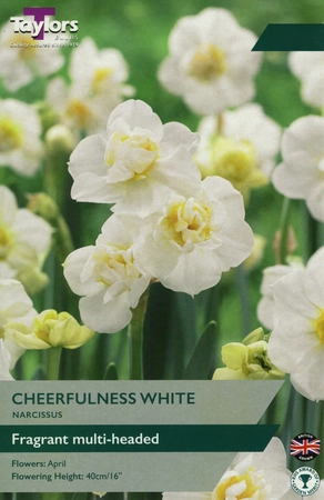 Narcissi Cheerfulness White 10-12