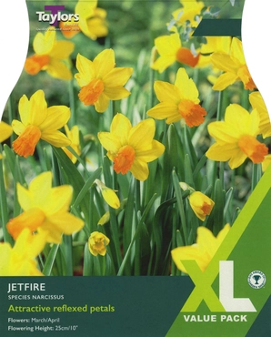 Narcissi Jetfire XL