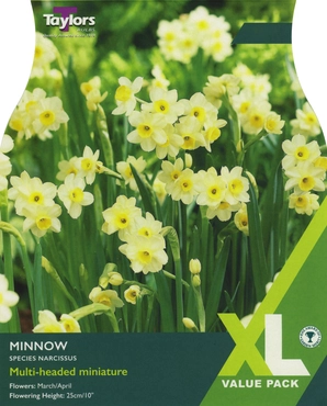 Narcissi Minnow XL