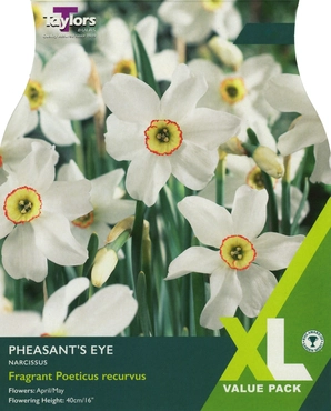 Narcissi Pheasant's Eye XL