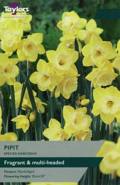 Narcissi Pipit 10-12