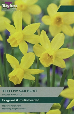 Narcissi Sailboat 10-12