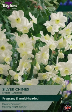 Narcissi Silver Chimes 10-12