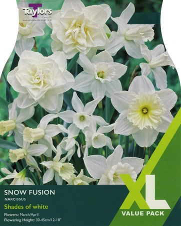 Narcissi Snow Fusion XL