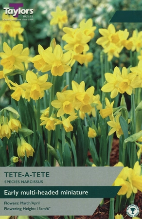 Narcissi Tete A Tete 10-11