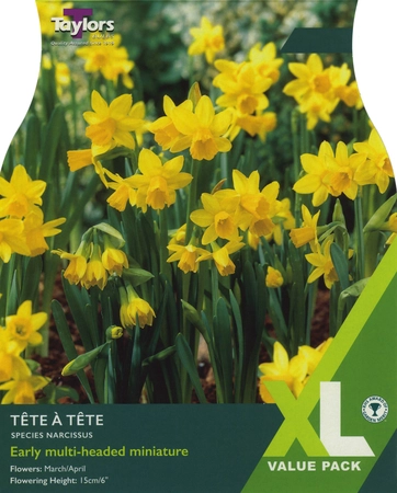 Narcissi Tete A Tete XL