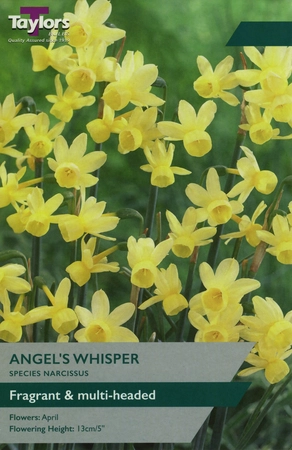 Narcissus Angels Whisper 8-9 Pre-Pack