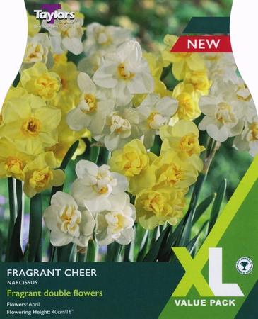 Narcissus Fragrant Cheer 10-12 XL