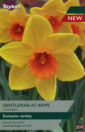 Narcissus Gentleman At Arms 12-14