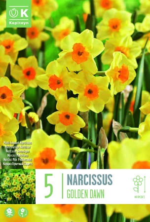 Narcissus Golden Dawn