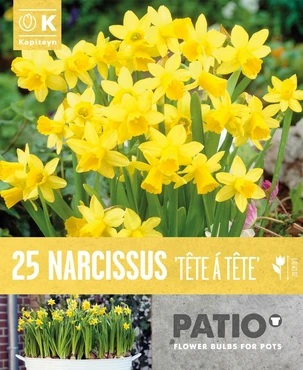 Narcissus Tete A Tete