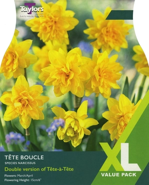 Narcissus Tete Boucle 10-11 XL