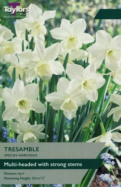 Narcissus Tresamble 10-12