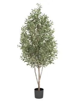 Olive Pyramid 170cm/3243lvs