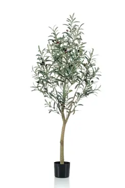 Olive Tree 140cm