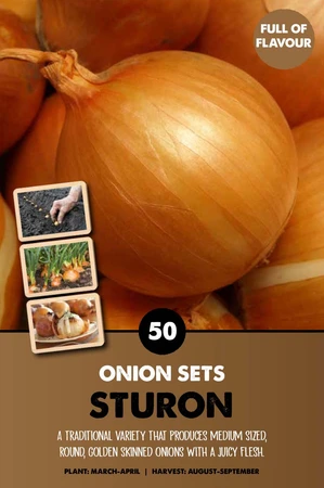 Onion Sturon