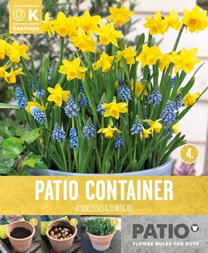 Patio Container Narcissus & Muscari