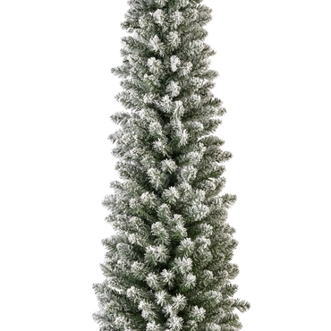 Pencil Pine Snowy 240cm/8ft - image 2