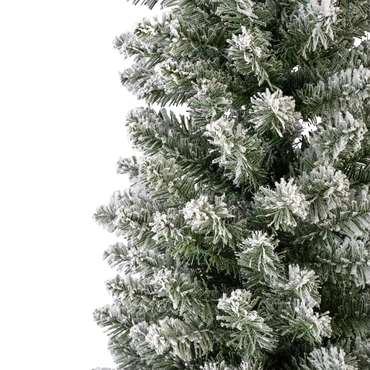 Pencil Pine Snowy 240cm/8ft - image 4