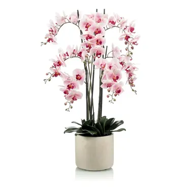 Phalaenopsis Plant X7 Pink 100cm InCeramic Pot